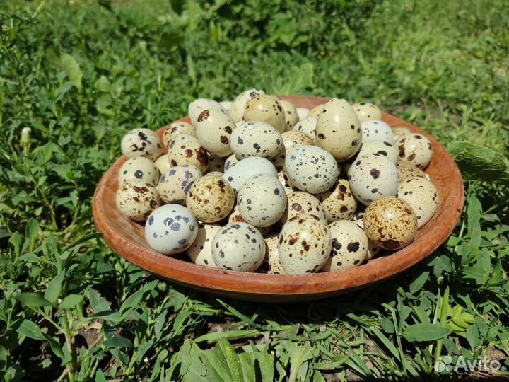 Перепела белый гигант