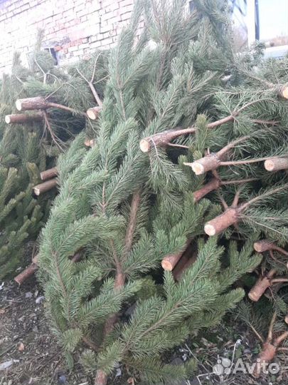 Сосна Рождественская