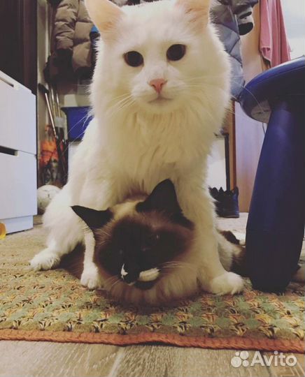 Передержка для кошек, котоняня