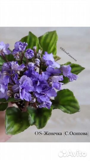 Фиалка оs-Женечка