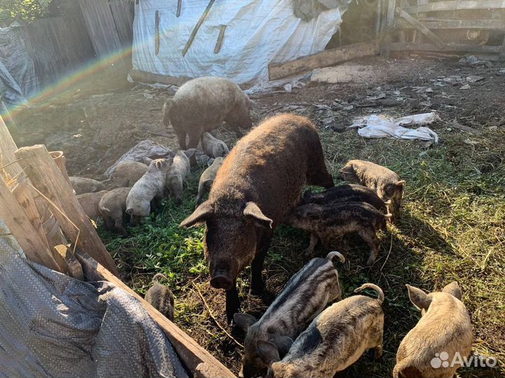 Продам поросят