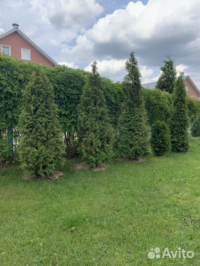 Туя смарагд