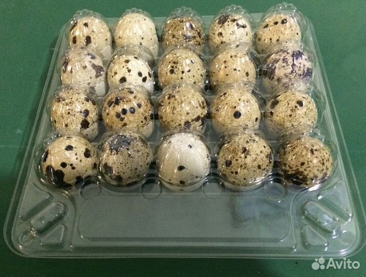 Яйца перепелиные домашние