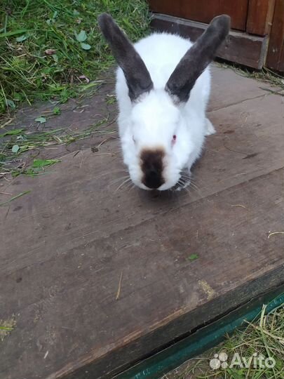 Калифорнийские кролики