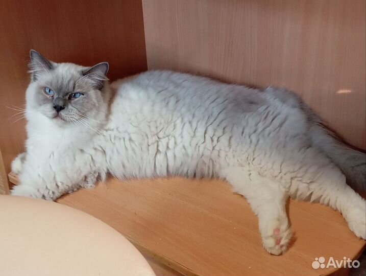 Регдолл кот