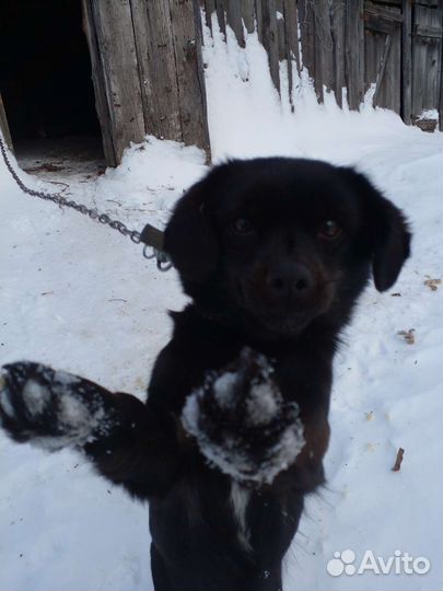 Отдам собачку в добрые руки