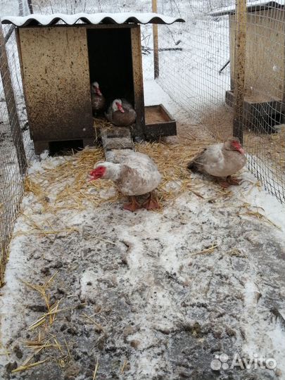 Инкубационное яйцо гуси-утки