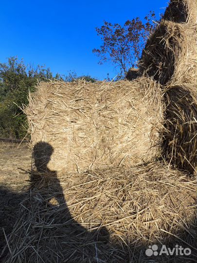 Солома в рулонах просяная