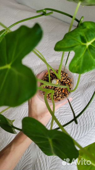 Алоказия фрайдек вариегатная