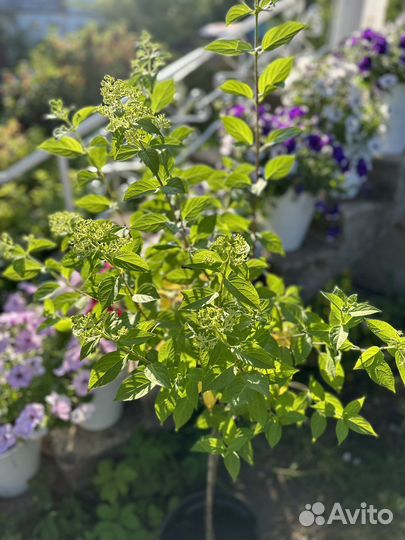 Штамб гортензии С10