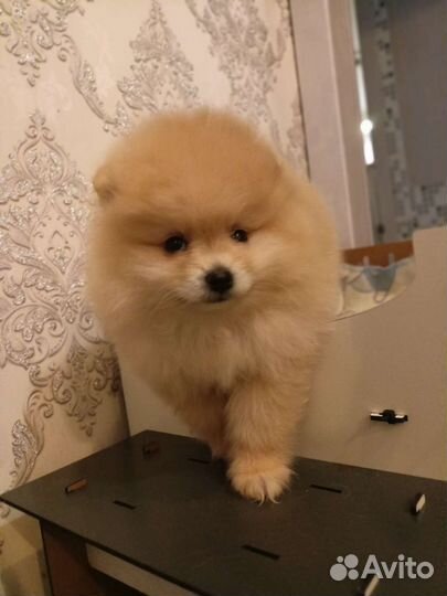 Померанский шпиц