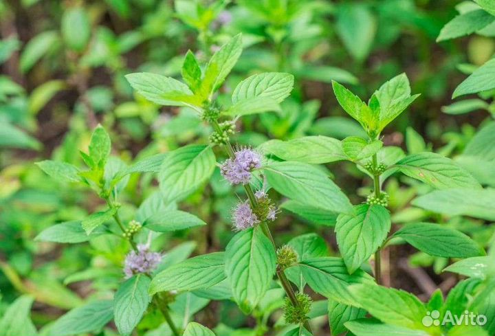 Липа, зверобой, мята