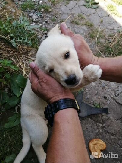 Щенок в добрые руки