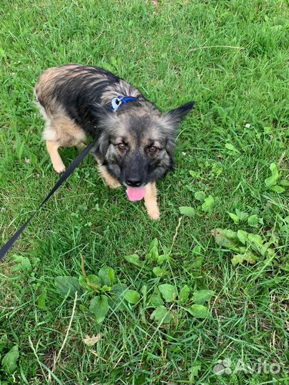 Собачка Аделька в добрые руки