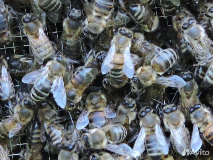 Пчелы, пакеты 2024