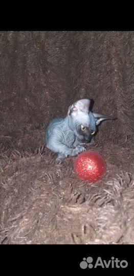 Канадский сфинкс,бамбино с документами