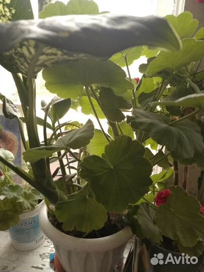 Продаю комнатны