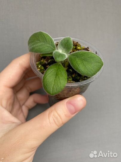 Синнингия леукотриха