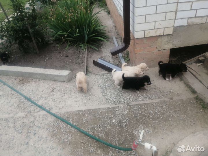 Метис хаски