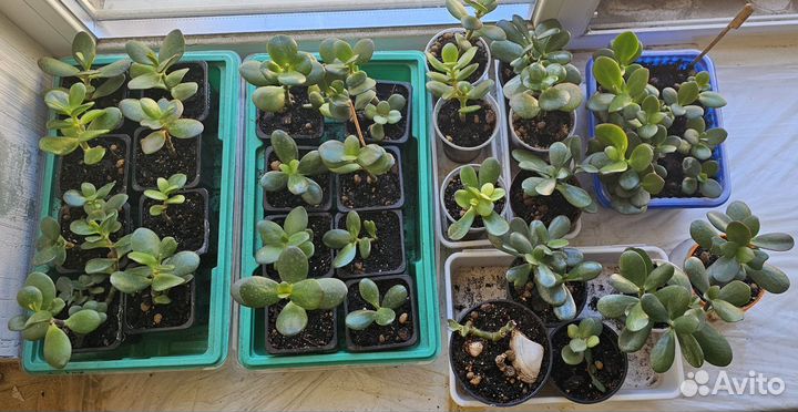 Денежное дерево, красула толстянка