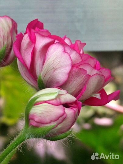 Пеларгония ла Сангрия