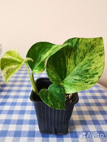 Сциндапсус марбл квин