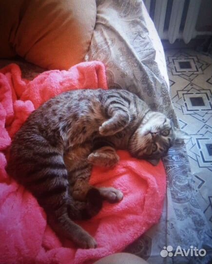 Потерялся кот