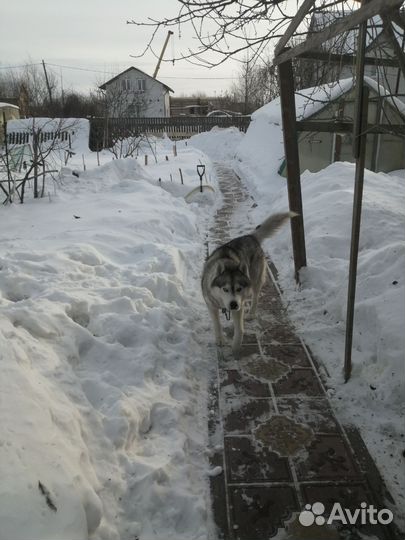 Сибирский хаски мальчик для вязки
