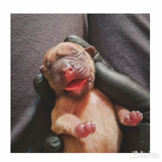 Ветеринарный врач на дом круглосуточно