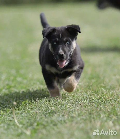 Щенок с хрустальными глазами из приюта, в дар