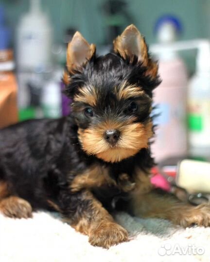 Симпатичные мальчишки йорки