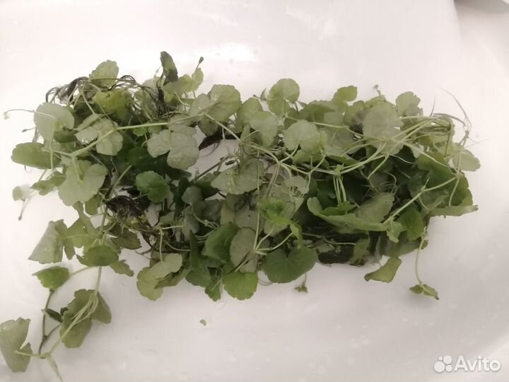 Аквариумное растение