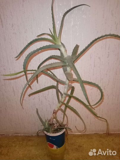 Алоэ столетник