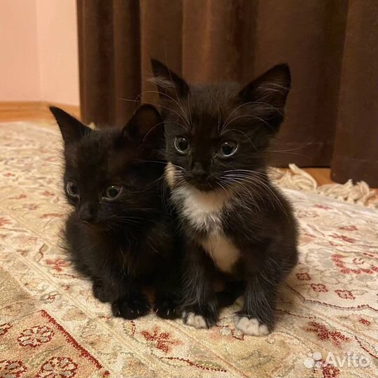 Котята ищут дом