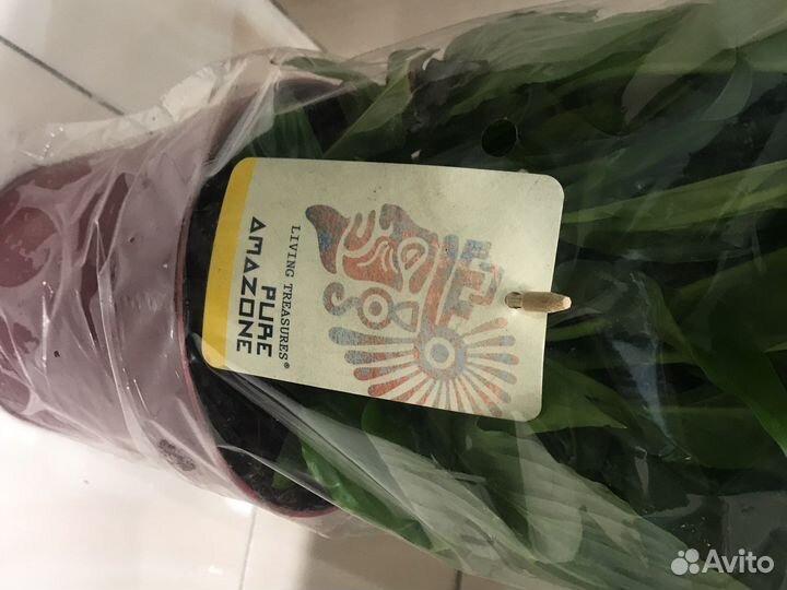 Цветок женское счастье