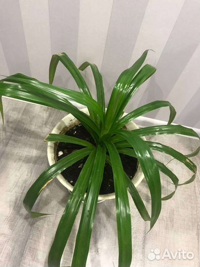 Пальма Пандаус