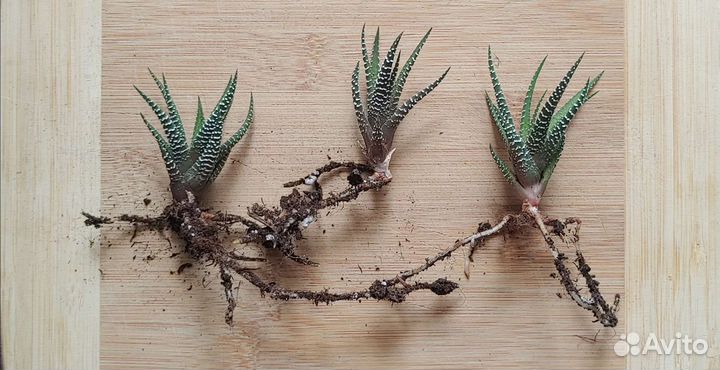 Суккулент Хавортия полосатая (фасциата)