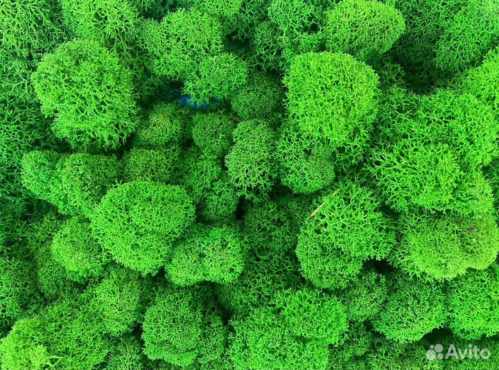 Стабилизированный мох