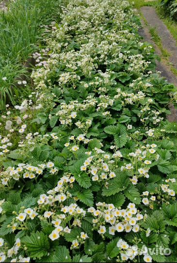 Саженцы земляники