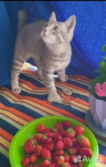 Котенок -мальчик