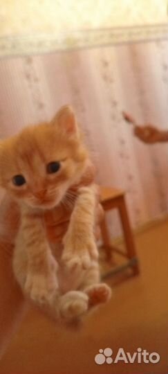Котики две девочки один мальчик 1 месяцев
