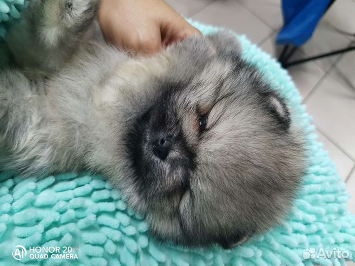 Пом мальчик шпиц