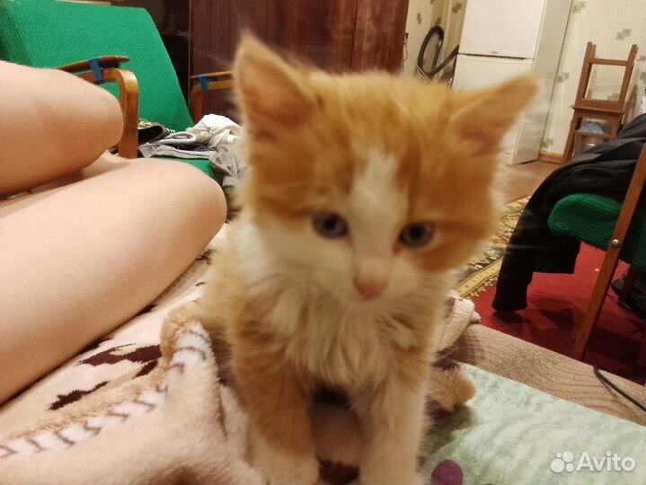 Котёнок в добрые руки приучен к лотку