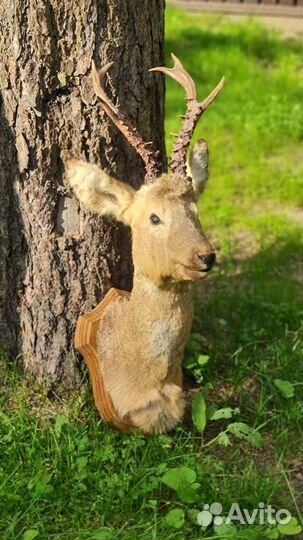 Чучело головы косули