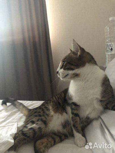 Отдам породестого котенка в добрые руки