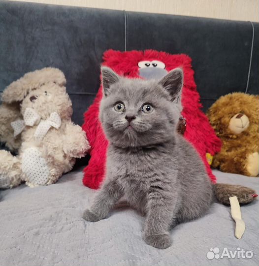 Продаю шотландских вислоухих котят