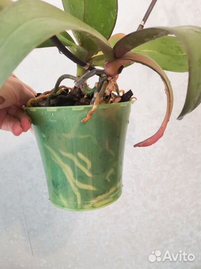 Комнатные цветы орхидеи