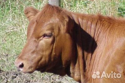 Телочка 6 месяцев