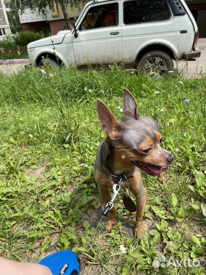 Вязка той-терьер мальчик