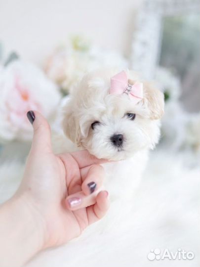 Мальтипу ф1 с нереальными глазками